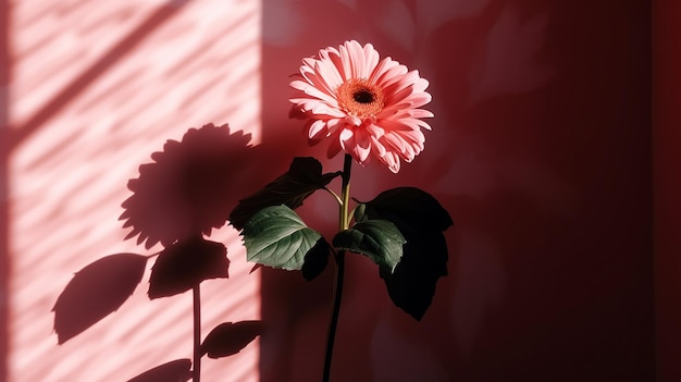 A pink gerbera flower stands in front of a red wall.