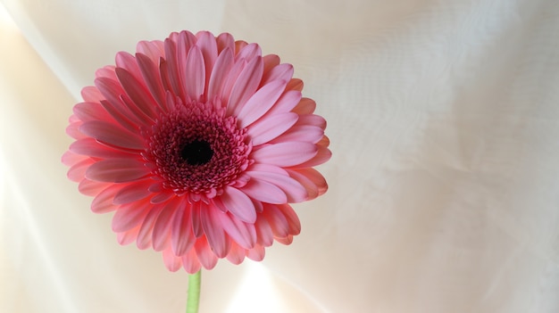 pink gerbera flower on white fabric background