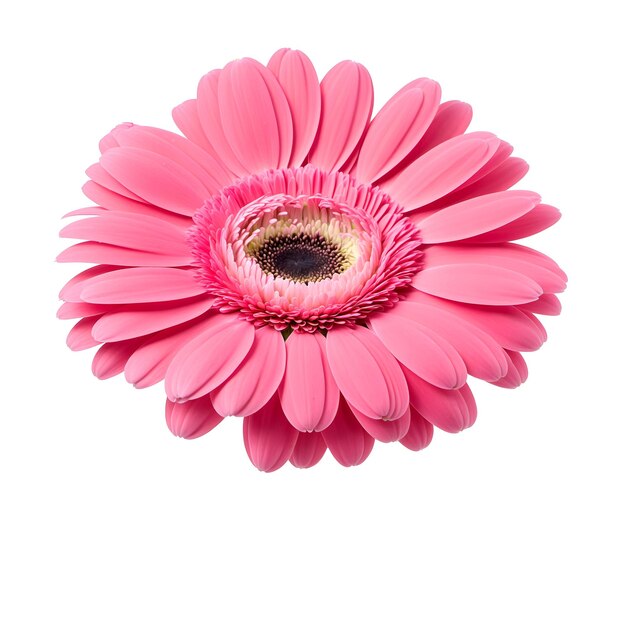 Pink gerbera flower