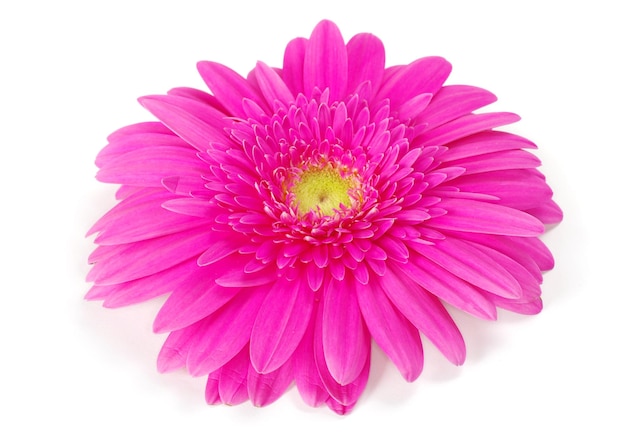 Pink gerbera