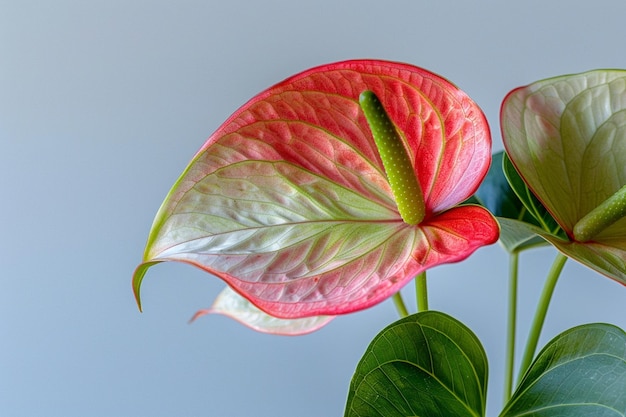 Photo a pink and green flower with a pink and green leaf