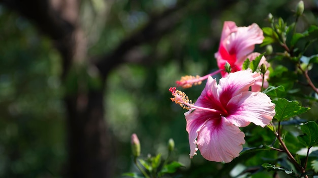 Pink hibiscus flower blooming on green nature background