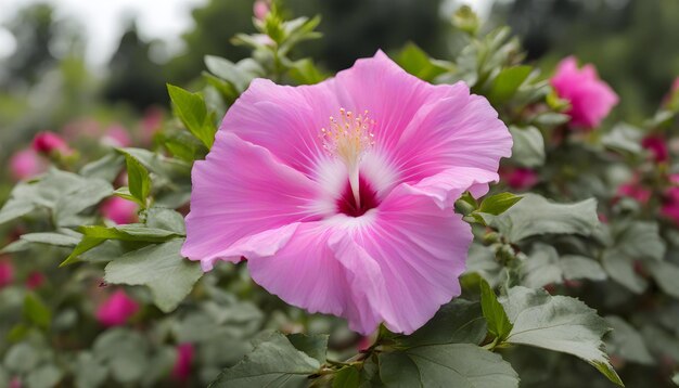 pink hibiscus flower in the garden