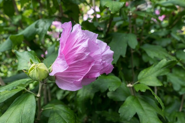 Pink Hibiscus flowering in East Grinstead