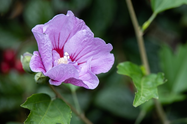 Pink Hibiscus flowering in East Grinstead