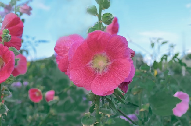 Pink hollyhock or Althaea rosea flower blossoms