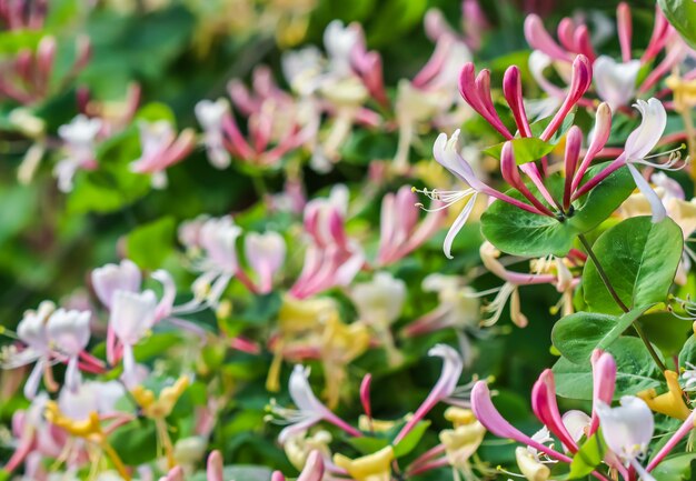 Pink honeysuckle buds and flowers lonicera etrusca santi caprifolium woodbine in bloom