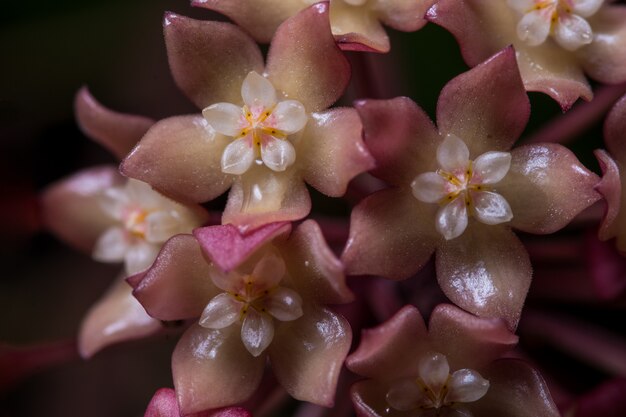 Pink hoya flower macro