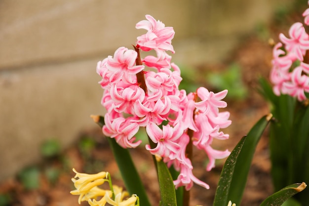 A pink hyacinth flower in the garden