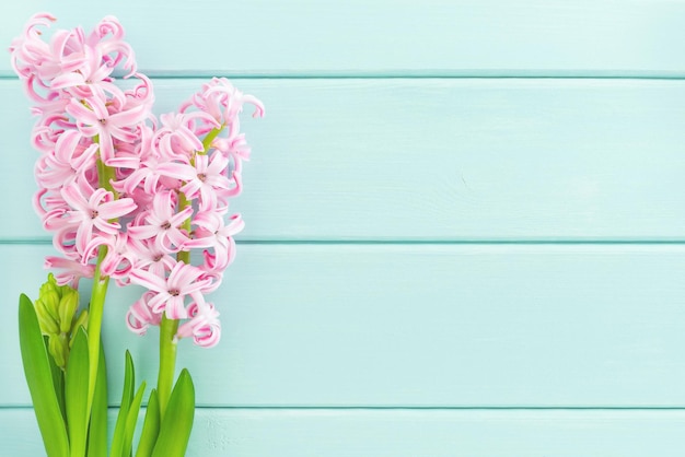 Pink hyacinth flower on mint wooden background