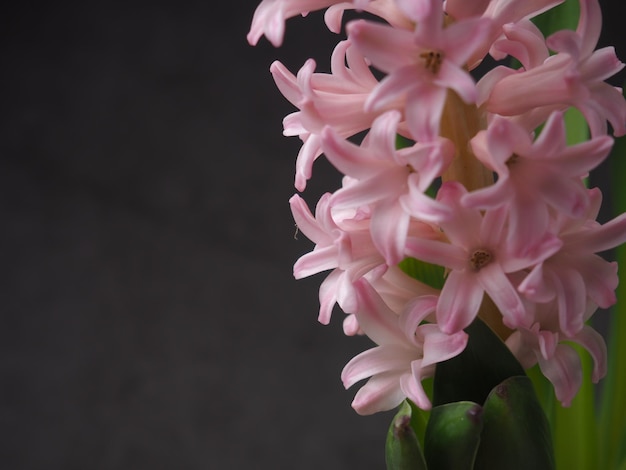 A pink hyacinth flower with a dark background