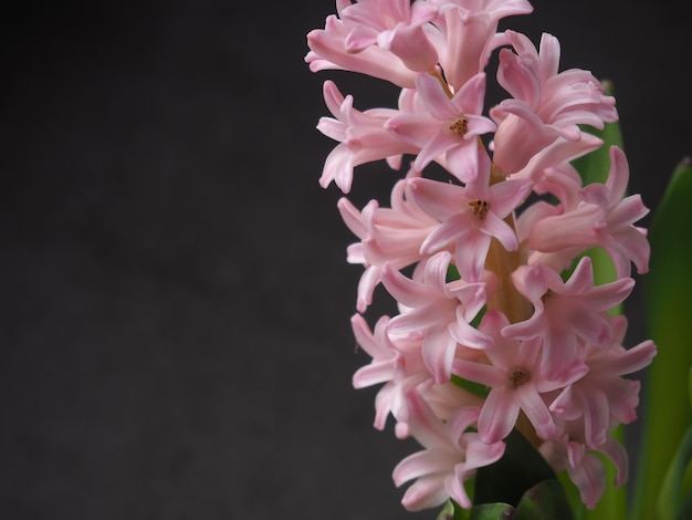 A pink hyacinth flower with the word hyacinth on it