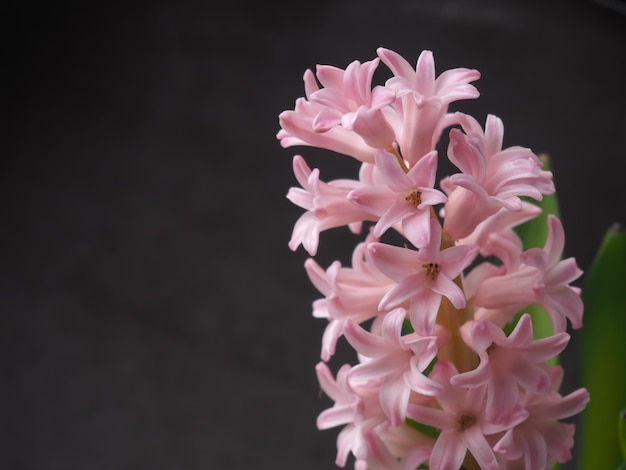 A pink hyacinth flower with the word hyacinth on it