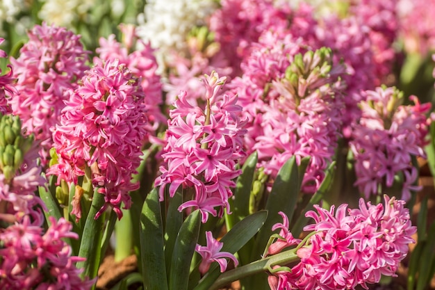 pink Hyacinth flowers in the garden