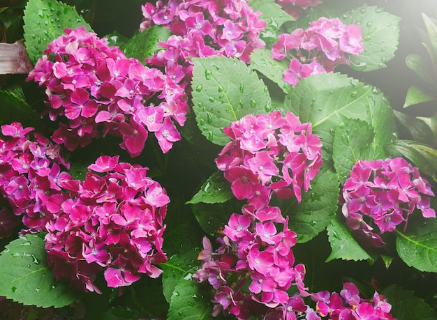 Pink hydrangea flower with dew green leaves in garden, close up and top view.