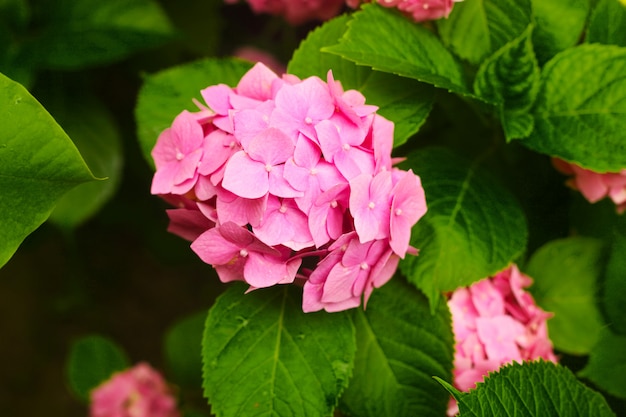 Pink hydrangea flowers