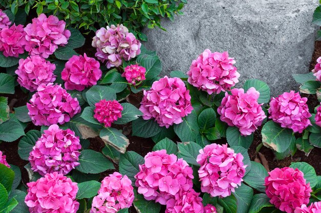 Photo pink hydrangea in the garden