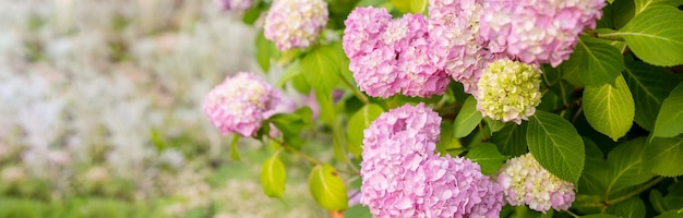 Pink hydrangea macrophylla or hortensia shrub in full bloom in a flower pot with fresh green leaves in a garden in a sunny summer dayBlooming Hydrangea web banner