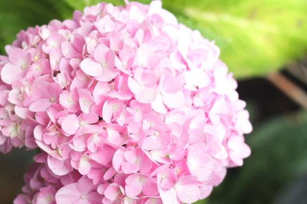 Pink hydrangeas.