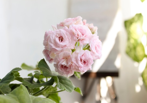 Pink indoor pelargonium flower. Geraniums are blooming.