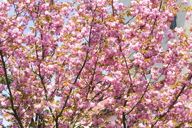 Pink japanese cherry twig blossom (nature background)