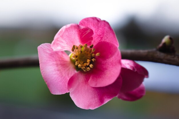 Pink japanese quince blossom and branch chaenomeles japonica malus floribunda