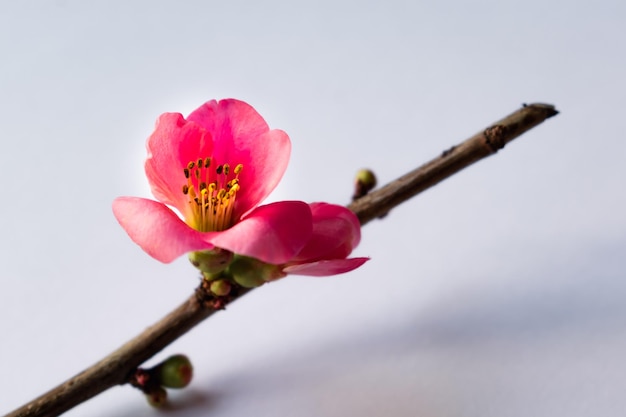 Pink japanese quince blossom and branch chaenomeles japonica malus floribunda