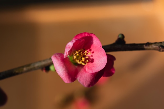 Pink japanese quince blossom and branch chaenomeles japonica malus floribunda