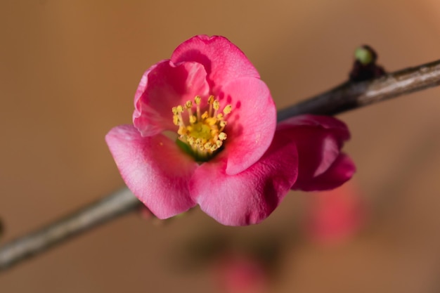 Pink japanese quince blossom and branch chaenomeles japonica malus floribunda