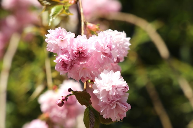 pink japanese sakura blossom background