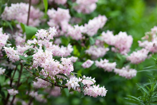 Pink jasmine blooms in the garden