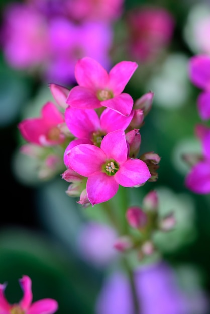 Pink Kalanchoe