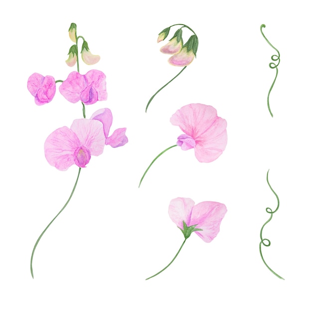 Pink lathyrus watercolor illustration hand drawn botanical painting floral sketch colorful flower