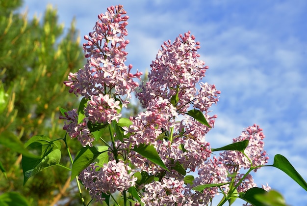 pink lilac inflorescences closeup against the background of greenery and blue sky