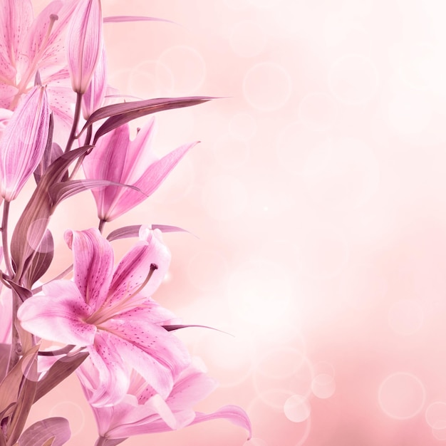 Pink lilies background