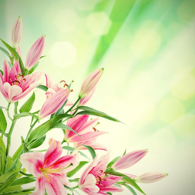 Pink lilies background