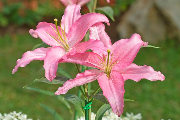 Pink Lilies in the garden