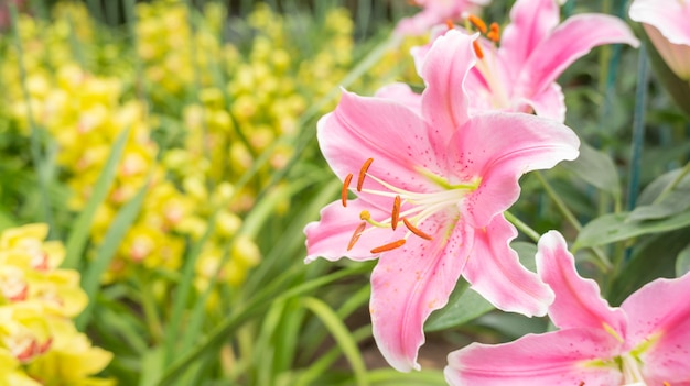 Pink lily flower in a garden.