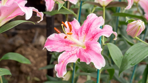 Pink lily flower in a garden.