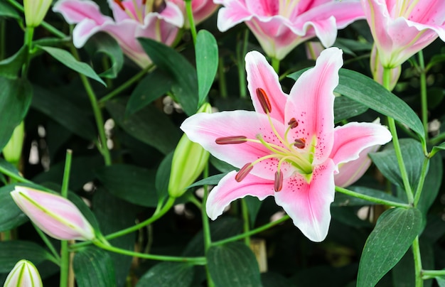 Pink lily flower in the garden