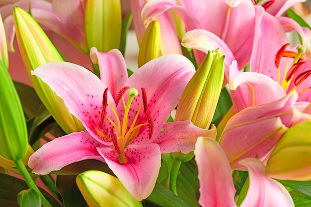 A pink lily flower indoors with lush green leaves Closeup of a beautiful bunch of natural flowers with detail blossoming and blooming Bouquet or plant gift with a bright color on a summer day