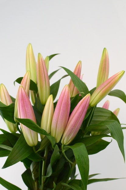 Pink Lily flower on a white isolated background 