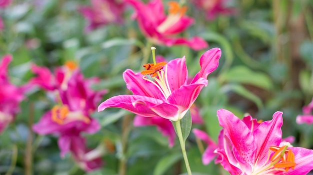 Pink lily in the garden.