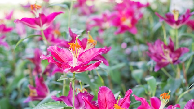 Pink lily in the garden.