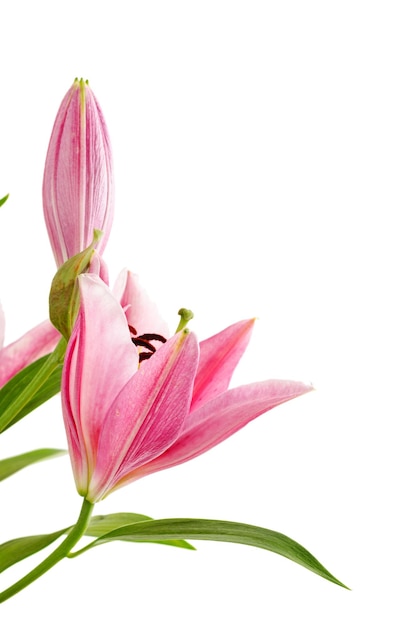 Pink lily isolated on white background