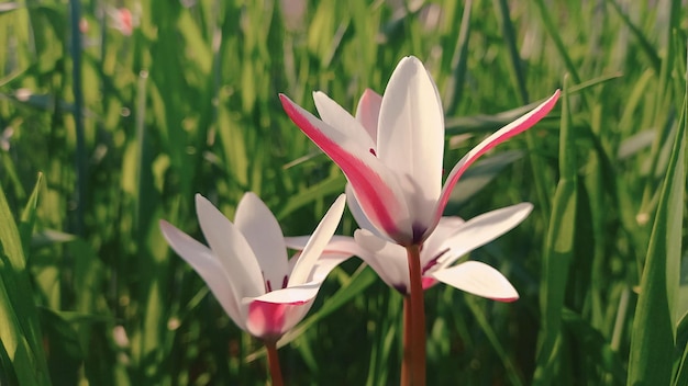 pink lily tulip spring flower