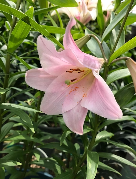 A pink lily with the word lily on it