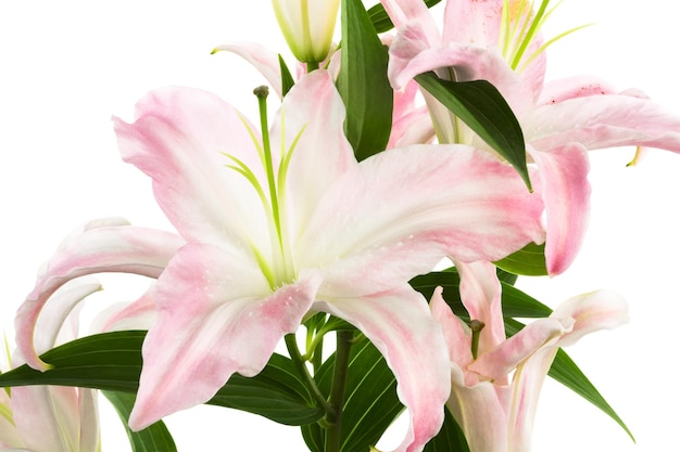 Pink lily