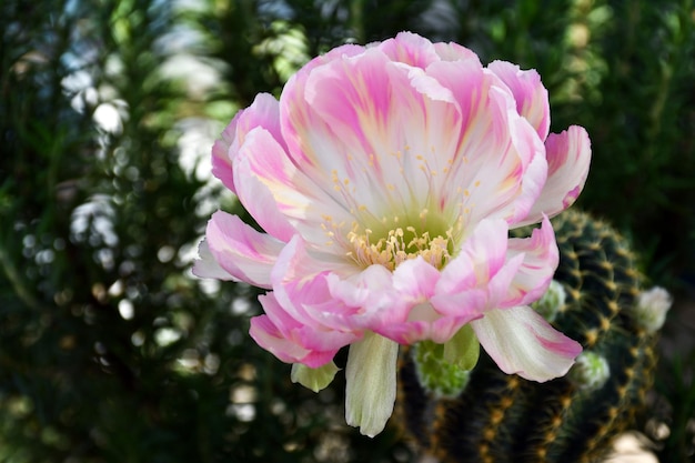 Pink Lobivia hybrid on natural green background