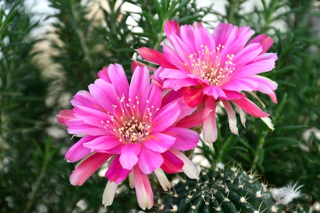 Pink Lobivia hybrid on natural green background